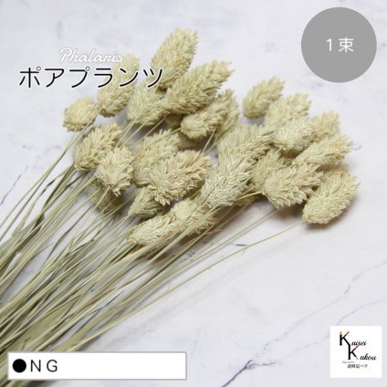 大地農園！プリザーブドフラワー 「ポアプランツ 1束 NG」プリザ 花材 ハーバリウム おしゃれ かわいい プレゼント 贈り物　オオチノウエン