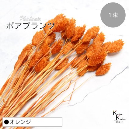 大地農園！プリザーブドフラワー 「ポアプランツ 1束 オレンジ」プリザ 花材 ハーバリウム おしゃれ かわいい プレゼント 贈り物　オオチノウエン