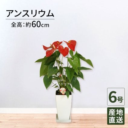 アンスリウム 赤 6号 角プラ 高さ約60cm 観葉植物