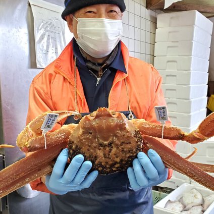 タグ付き 松葉がに【 活生 / ボイル 】最上ランク 大サイズ １枚 1 ｋｇ以上　送料無料　※北海道、東北、沖縄は送料別途加算 1杯 松葉ガニ 松葉かに 松葉カニ 松葉蟹 兵庫県 浜坂 御歳暮 祝 お礼