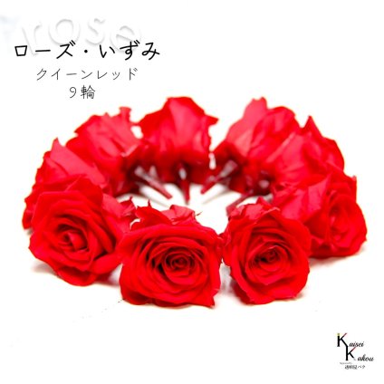 大地農園！プリザーブドフラワー 「ローズいずみ 9輪 クイーンレッド」プリザ 花材 ハーバリウム おしゃれ かわいい プレゼント 贈り物　オオチノウエン バラ 薔薇 ローズ rose