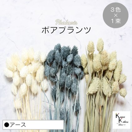 大地農園！プリザーブドフラワー  「ポアプランツ アース (白、ターコイズグリーン、NG) 1束ずつ3色」プリザ 花材 ハーバリウム おしゃれ かわいい プレゼント 贈り物　オオチノウエン