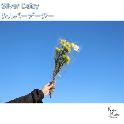 大地農園 ドライフラワー 「シルバーデージー　ツートングリーン　１束 」 プリザ ギフト 花材 資材 インテリア ハーバリウム プレゼント 贈り物 お見舞い シンプル 材料 フラワーアレンジ アレンジメント 手芸 工作