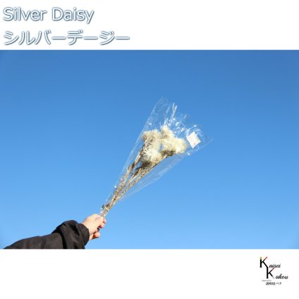 大地農園 ドライフラワー 「シルバーデージー　白　１束 」 プリザ ギフト 花材 資材 インテリア ハーバリウム プレゼント 贈り物 お見舞い シンプル 材料 フラワーアレンジ アレンジメント 手芸 工作
