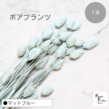 大地農園！プリザーブドフラワー 「ポアプランツ 1束 マットブルー」プリザ 花材 ハーバリウム おしゃれ かわいい プレゼント 贈り物　オオチノウエン