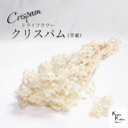 「大地農園 クリスパム 白 半束 」 ドライフラワー 花材 ハーバリウム 素材 小さいお花 おしゃれ かわいい アレンジメント ギフト 母の日 お誕生日 オオチノウエン