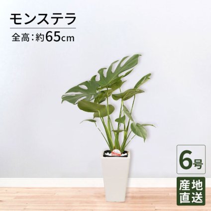 モンステラ 6号 角陶器 高さ約65cm 観葉植物