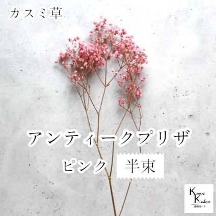 大地農園！プリザーブドフラワー 「アンティークプリザ・カスミ草 半束 ピンク」プリザ カスミ草 カスミソウ 花材 ハーバリウム おしゃれ かわいい プレゼント 贈り物　オオチノウエン