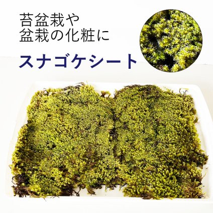盆栽作りなどに。たっぷり スナゴケ シート すなごけ 苔 盆栽作り 32×23ｃｍ