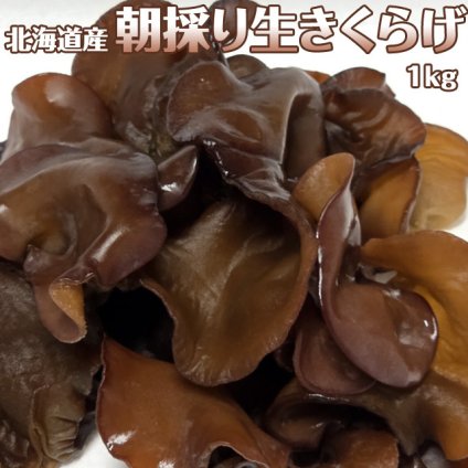 北海道産 朝採り生きくらげ 1kg 菌床栽培・無農薬 ぷりぷり肉質 送料無料 ※沖縄は送料別途加算
