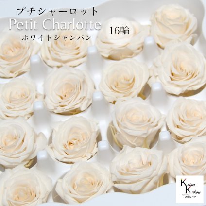 大地農園！プリザーブドフラワー 「プチシャーロット 16輪 ホワイトシャンパン」プリザ 花材 ハーバリウム おしゃれ かわいい プレゼント 贈り物　オオチノウエン