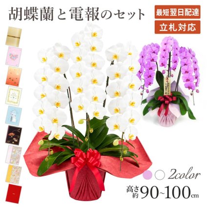 【送料無料】 大輪胡蝶蘭 ３本立 ハイグレード 【36輪以上、選べる２色】 電報セット可能 フラワー 花 祝電 お祝い ギフト プレゼント 結婚式 結婚祝い 結婚記念日 誕生日 還暦 長寿祝い 記念日 事務所移転 開店 開業祝い 昇進 栄転 就任祝い 定年退職 周年祝い 創立記念 ビジネス 叙勲 受章祝い 孫の日 七五三 いい夫婦の日 クリスマス 成人式 成人祝い 年賀 お正月 翌日配達