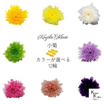 大地農園「小菊 カラーが選べる 12輪」プリザーブドフラワー　プリザ　ハーバリウム　小花 ドライフラワー ハーバリウム アロマワックスバー