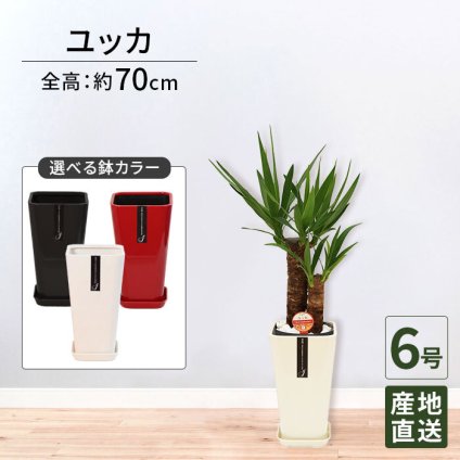 ユッカ 6号 カラーポット 高さ約70cm 観葉植物 青年の木