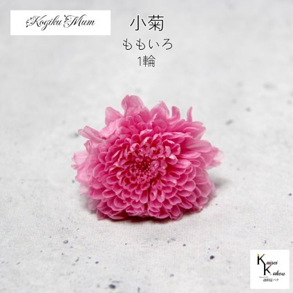 大地農園「小菊 ももいろ 1輪」プリザーブドフラワー　プリザ　ハーバリウム　小花 ドライフラワー ハーバリウム アロマワックスバー