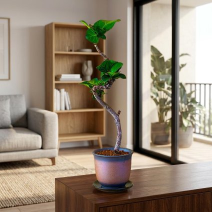 観葉植物 希少 カシワバゴム バンビーノ 4号 曲がり幹 フィカス カシワバゴムノキ 育て方ガイド同梱 鉢植え 受け皿付き 室内 おしゃれ ミニ インテリア グリーン ギフト 御祝 新築祝 開店祝 送料無料