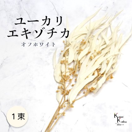 「大地農園 ユーカリエキゾチカ オフホワイト 1束」ドライフラワー 葉物 スワッグ リース ブーケ アレンジ 花材 材料 シンプル おしゃれ 爽やか プレゼント 贈り物　オオチノウエン