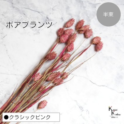 大地農園！プリザーブドフラワー 「ポアプランツ 半束 クラシックピンク」プリザ 花材 ハーバリウム おしゃれ かわいい プレゼント 贈り物　オオチノウエン