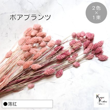 大地農園！プリザーブドフラワー  「ポアプランツ 薄紅 (クラウドピンク、クラシックピンク) 1束ずつ2色 」プリザ 花材 ハーバリウム おしゃれ かわいい プレゼント 贈り物　オオチノウエン