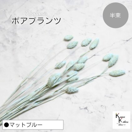 大地農園！プリザーブドフラワー 「ポアプランツ 半束 マットブルー」プリザ 花材 ハーバリウム おしゃれ かわいい プレゼント 贈り物　オオチノウエン
