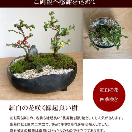 ご両親へ感謝を込めて贈る【紅白長寿梅（コウハクチョウジュバイ）の盆栽・真山茜　炭化焼き締め鉢】小粋な祝鶴模様の風呂敷ラッピング