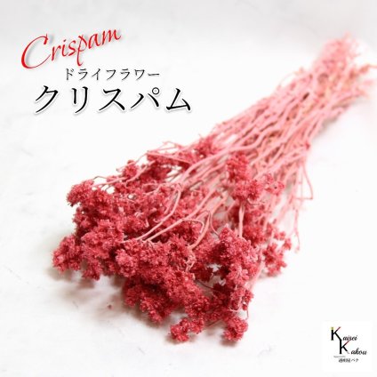 「大地農園 クリスパム  フランボワーズ 1束」 ドライフラワー 花材 ハーバリウム 素材 小さいお花 おしゃれ かわいい アレンジメント ギフト 母の日 お誕生日 オオチノウエン