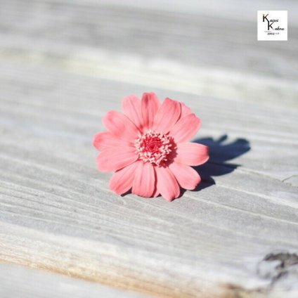 「大地農園！ドライフラワー「ジニア　マカロンピンク　1輪」プリザ　アレンジ　資材　花材　ハーバリウム　おしゃれ　かわいい　プレゼント　贈り物　オオチノウエン プリザーブドフラワー」