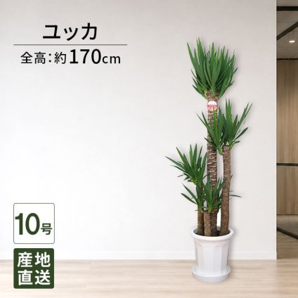 ユッカ 10号 尺プラ 高さ約120cm 観葉植物 青年の木 尺