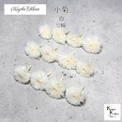 大地農園「小菊 白 12輪」プリザーブドフラワー　プリザ　ハーバリウム　小花 ドライフラワー ハーバリウム アロマワックスバー