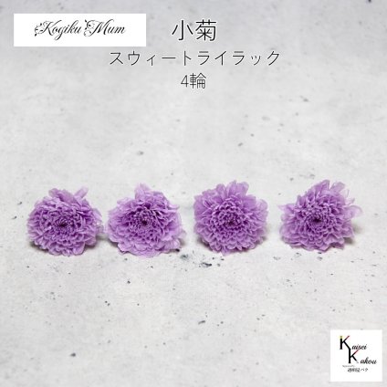 大地農園「小菊 スウィートライラック 4輪」プリザーブドフラワー　プリザ　ハーバリウム　小花 ドライフラワー ハーバリウム アロマワックスバー