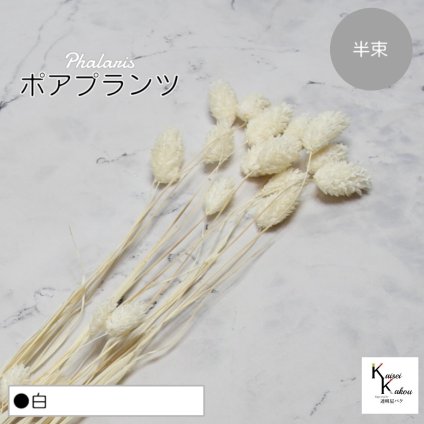 大地農園！プリザーブドフラワー 「ポアプランツ 半束 白」プリザ 花材 ハーバリウム おしゃれ かわいい プレゼント 贈り物　オオチノウエン
