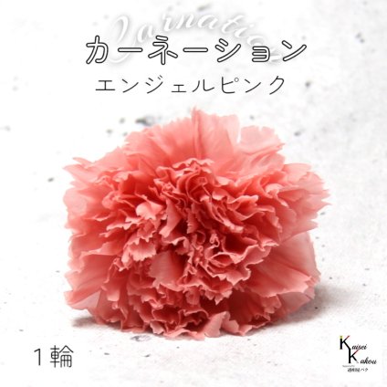 大地農園！ プリザーブドフラワー 「カーネーション　エンジェルピンク　1輪」プリザ ドライフラワー 花材 装飾 ハーバリウム 母の日 おしゃれ かわいい プレゼント 贈り物 オオチノウエン