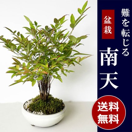 秋から冬の紅葉、春から秋のライトグリーンの葉色お楽しみください【南天の盆栽（盆栽 万古焼白陶器鉢）