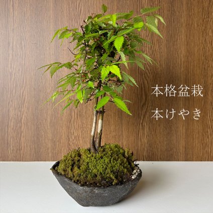 黄葉、裸樹、芽吹き、新緑と四季折々の変化を楽しむ【欅（ケヤキ）の盆栽（くらま鉢）】