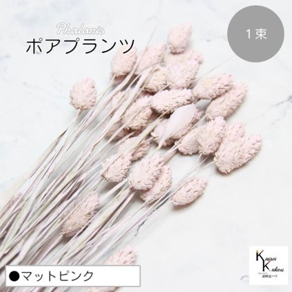 大地農園！プリザーブドフラワー 「ポアプランツ 1束 マットピンク」プリザ 花材 ハーバリウム おしゃれ かわいい プレゼント 贈り物　オオチノウエン