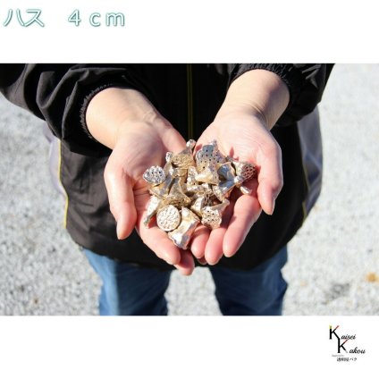 プリザーブド ハーバリウム 「ミニハス　４cm 11g　プラチナ」プリザーブドフラワー　スワッグ ワークショップ パーツ サシェ キャンドル ワックス  封入 アレンジメント 花材 花資材 花材木の実 フルーツ 果実 ナッツ ドライ 自然素材 ドライフラワー  インテリアフラワー