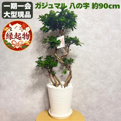 ガジュマル 観葉植物 八の字 8号鉢苗 大型 盆栽 末広がりの8の字 室内 珍しい 希少種 多幸の木 幸福をもたらす精霊が住むガジュマルの木 おしゃれなインテリア 結婚祝い 新築祝い 開店祝い 開業祝い 誕生日 母の日 父の日 記念日 プレゼントギフト 肥料別売り 敬老の日