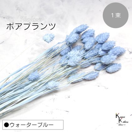 大地農園！プリザーブドフラワー 「ポアプランツ 1束 ウォーターブルー」プリザ 花材 ハーバリウム おしゃれ かわいい プレゼント 贈り物　オオチノウエン