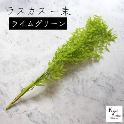 大地農園！ プリザーブドフラワー 「ラスカス ライムグリーン 1束」プリザ ドライフラワー 花材 装飾 ハーバリウム おしゃれ かわいい プレゼント 贈り物 オオチノウエン