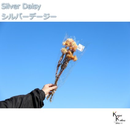 大地農園 ドライフラワー 「シルバーデージー　１２色から選べる12g」 プリザ ギフト 花材 資材 インテリア ハーバリウム プレゼント 贈り物 お見舞い シンプル 材料 フラワーアレンジ アレンジメント 手芸 工作