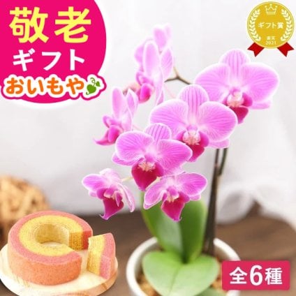 ＼遅れてごめんね！／ 敬老の日 すぐ贈れるギフト 即日発送 ギフト プレゼント 早割 人気 花 生花 蘭 胡蝶蘭 鉢植え ミディ 2.5号 洋蘭園 フラワーギフト バウムクーヘン スイーツ お菓子 洋菓子 花とお菓子 60代 70代 80代 90代 おじいちゃん おばあちゃん 孫 孫から おいもや