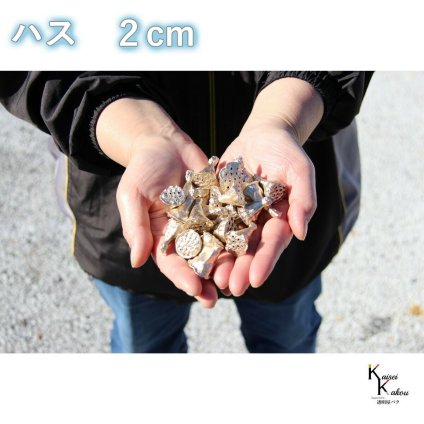 プリザーブド ハーバリウム 「ミニハス　2cm　プラチナ」プリザーブドフラワー　スワッグ ワークショップ  キャンドル ワックス レジン 封入 アレンジメント 花材 花資材 花材木の実 フルーツ 果実 ナッツ ドライ 自然素材 ドライフラワー  インテリアフラワー