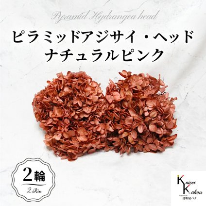 メール便で発送 大地農園！プリザーブドフラワー 「ソフトピラミッドアジサイ ナチュラルピンク 2輪分」 プリザ アジサイ 紫陽花 花材 ハーバリウム おしゃれ かわいい プレゼント 贈り物 オオチノウエン ソフトピラミッドアジサイ・ヘッド