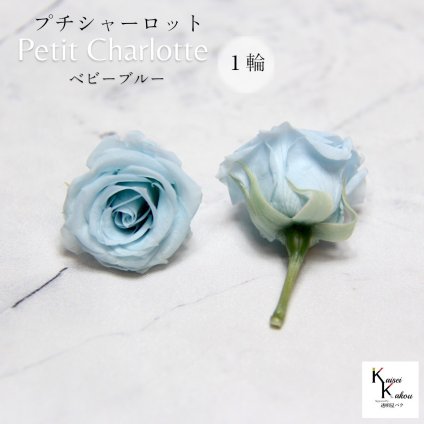 大地農園！プリザーブドフラワー 「プチシャーロット 1輪 ベビーブルー」プリザ 花材 ハーバリウム おしゃれ かわいい プレゼント 贈り物　オオチノウエン