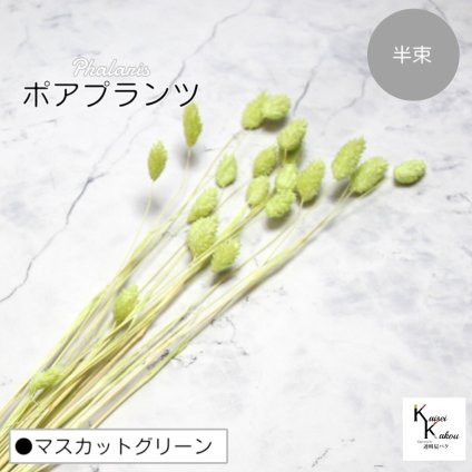 大地農園！プリザーブドフラワー 「ポアプランツ 半束 マスカットグリーン」プリザ 花材 ハーバリウム おしゃれ かわいい プレゼント 贈り物　オオチノウエン