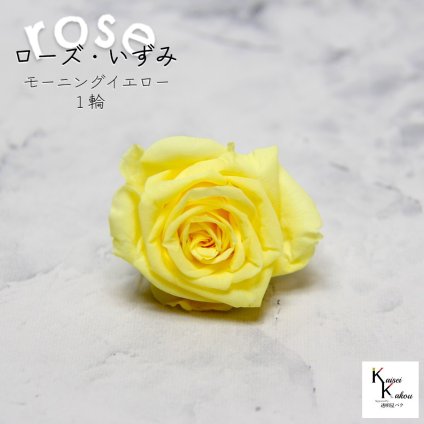 大地農園！プリザーブドフラワー 「ローズいずみ 1輪 モーニングイエロー」プリザ 花材 ハーバリウム おしゃれ かわいい プレゼント 贈り物　オオチノウエン バラ 薔薇 ローズ rose