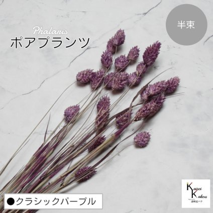 大地農園！プリザーブドフラワー 「ポアプランツ 半束 クラシックパープル」プリザ 花材 ハーバリウム おしゃれ かわいい プレゼント 贈り物　オオチノウエン