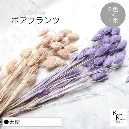 大地農園！プリザーブドフラワー  「ポアプランツ 天使 (エンジェルパープル、ピンクベージュ) 1束ずつ2色 」プリザ 花材 ハーバリウム おしゃれ かわいい プレゼント 贈り物　オオチノウエン