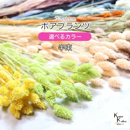 大地農園！プリザーブドフラワー  「ポアプランツ お好きなカラー 半束」プリザ 花材 ハーバリウム おしゃれ かわいい プレゼント 贈り物　オオチノウエン