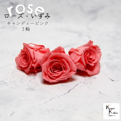 大地農園！プリザーブドフラワー 「ローズいずみ 3輪 キャンディーピンク」プリザ 花材 ハーバリウム おしゃれ かわいい プレゼント 贈り物　オオチノウエン バラ 薔薇 ローズ rose